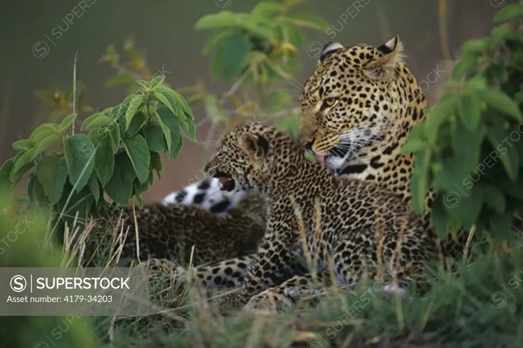 Spotted Leopard licking cub (Panthera pardus)  Mara, Kenya