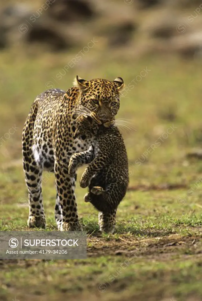 Spotted Leopard carrying cub (Panthera pardus) Mara, Kenya