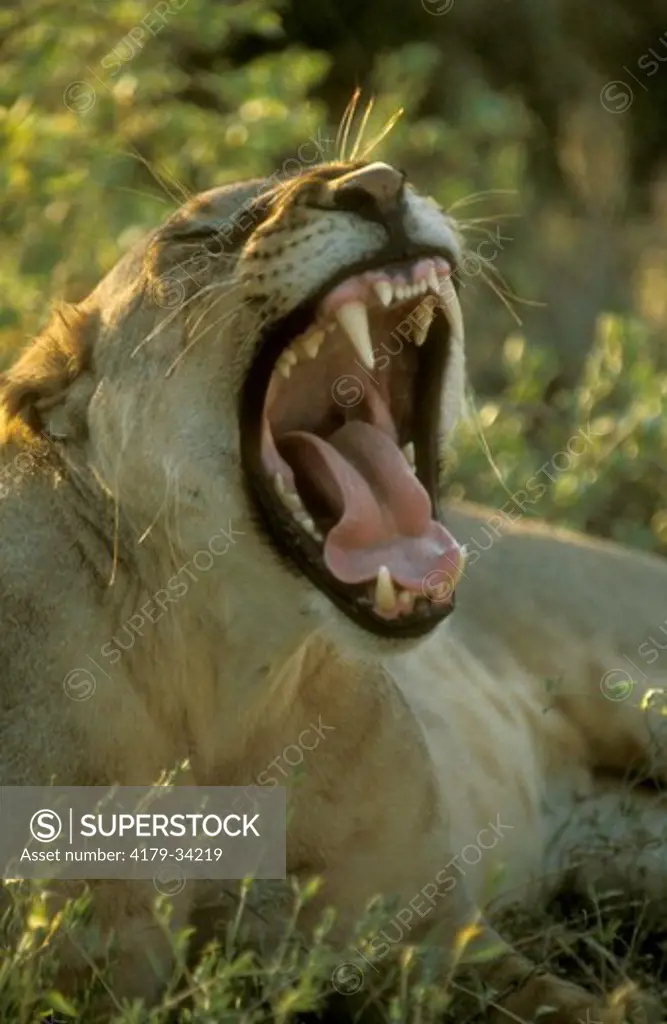 African Lioness yawning (Panthera leo), Samburu NP, Kenya