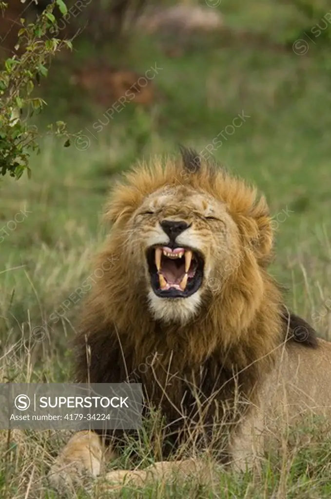 Lion yawning Masai Mara Natl Reserve Kenya