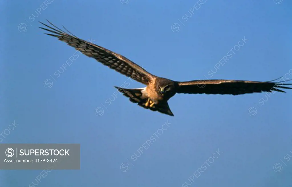Northern Harrier (Circus cyaneus) Female in Flight