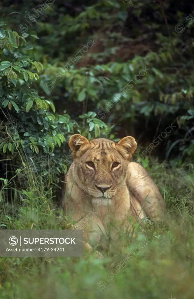 Lion (Panthera leo) Hwange, Zimbabwe