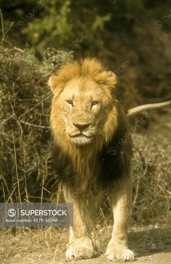 Male African Lion  (Panthera leo), Kruger Park, South Africa