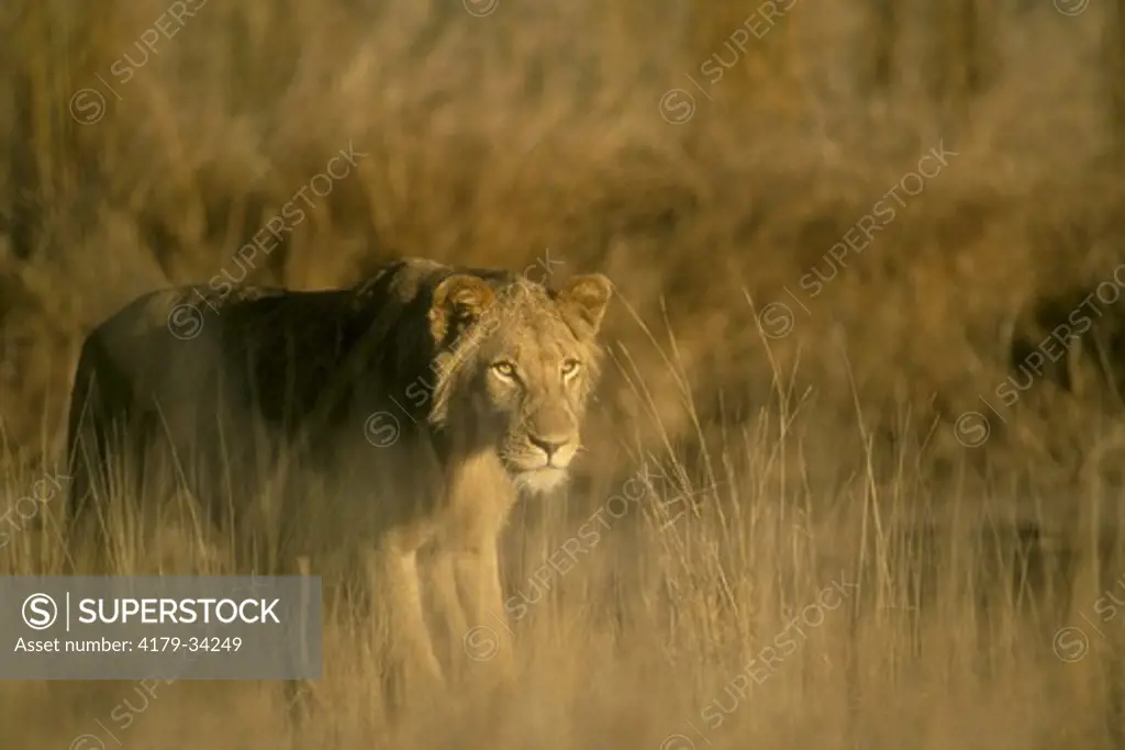 Lion (Panthera leo) Kruger NP, South Africa Velvia