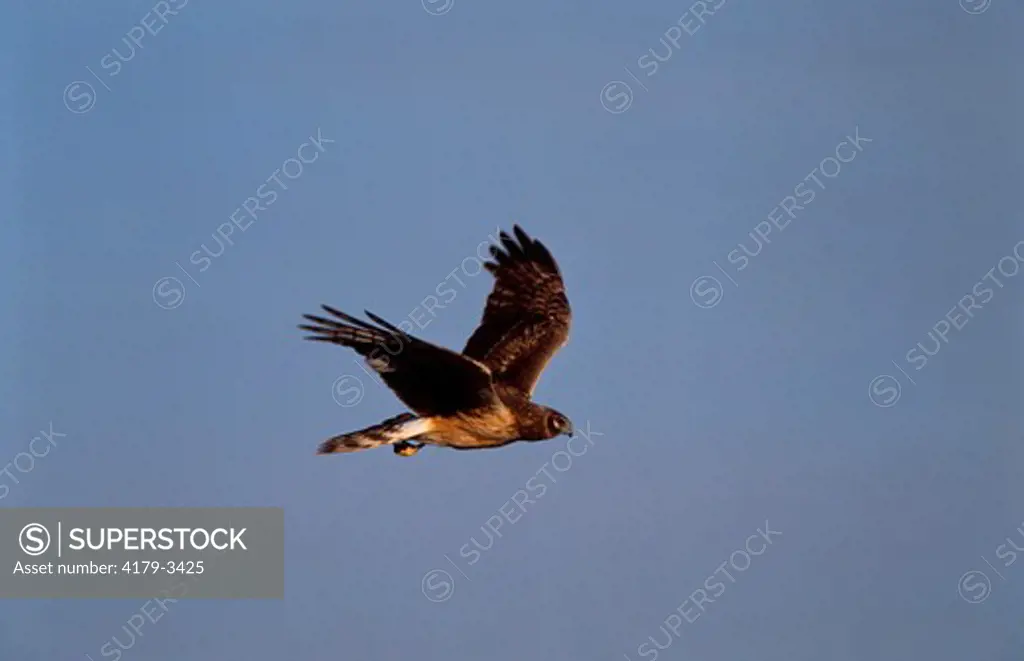 Northern Harrier (Circus cyaneus) Female in Flight/IL