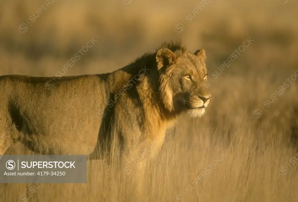 Lion (Panthera leo) Kruger NP, South Africa (velvia)
