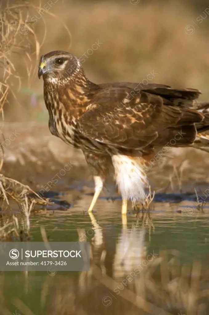 Northern Harrier (Circus cyaneus) female at water Starr Co.  TX