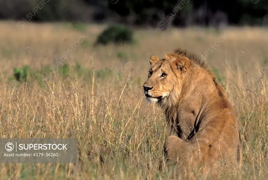 Lion (Panthera leo), male, Masai Mara, Kenya