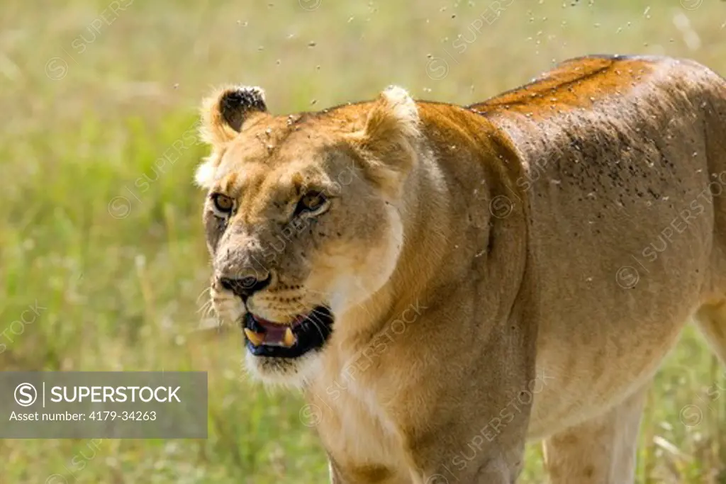 Lion (Panthera leo) female, Maasai Mara National Reserve, Kenya