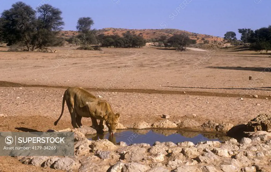 Lion  (Panthera leo) At Waterhole, Kalahari Gemsbok NP, RSA