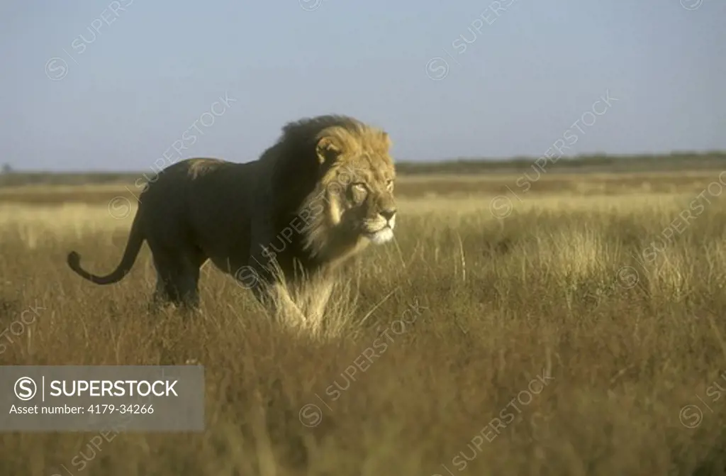 Lion       (Panthera leo) Kalahari Desert, Botswana