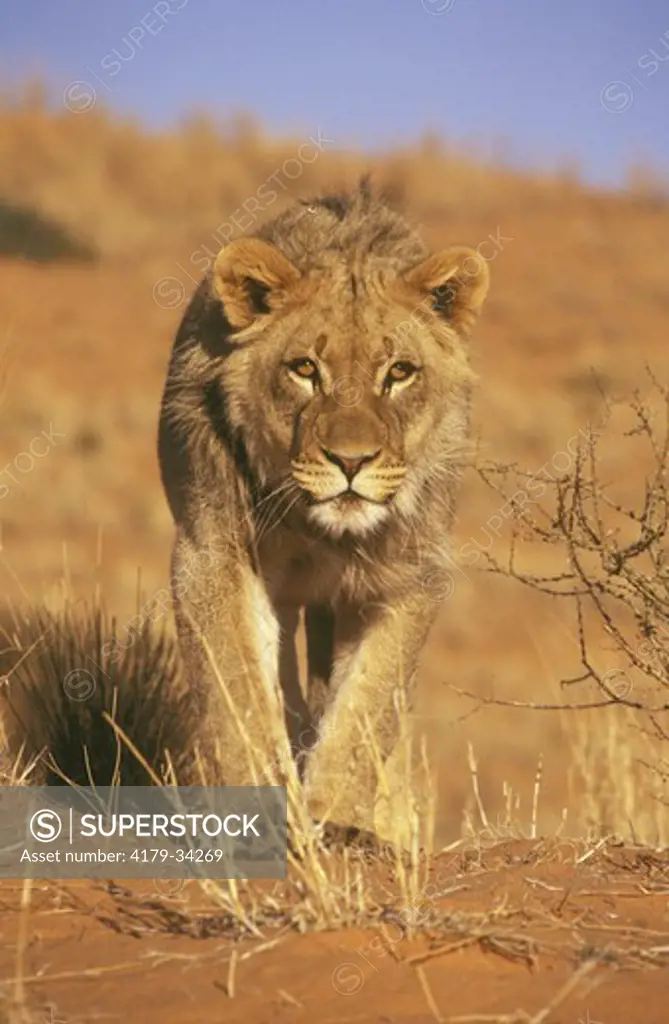 Lion (Panthera leo) Kalahari Gemsbok Park