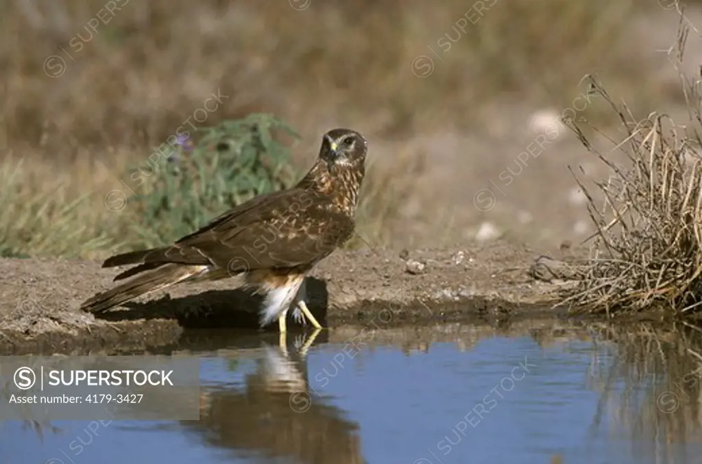 Northern Harrier (Circus cyaneus) female at water Starr Co.  TX, Texas