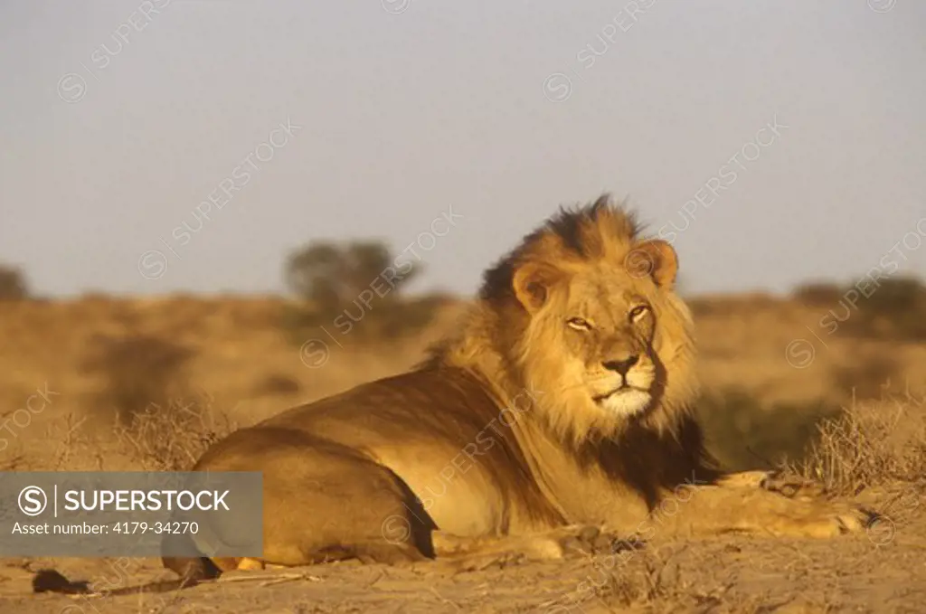 Black Maned Lion (Panthera leo) Kalahari Gemsbok Park