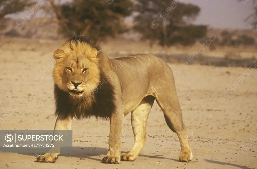 Kalahari Lion (Panthera leo) Kalahari Gemsbok Park