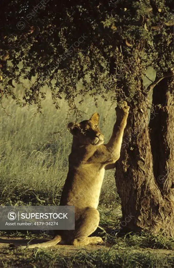 Lion scratching a tree (Panthera leo) Kalahari Gemsbok Park