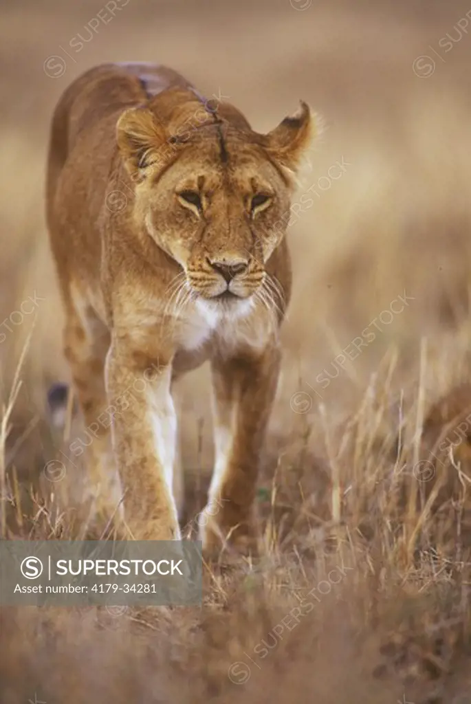African Lioness (Panthera leo), Masai Mara, Kenya
