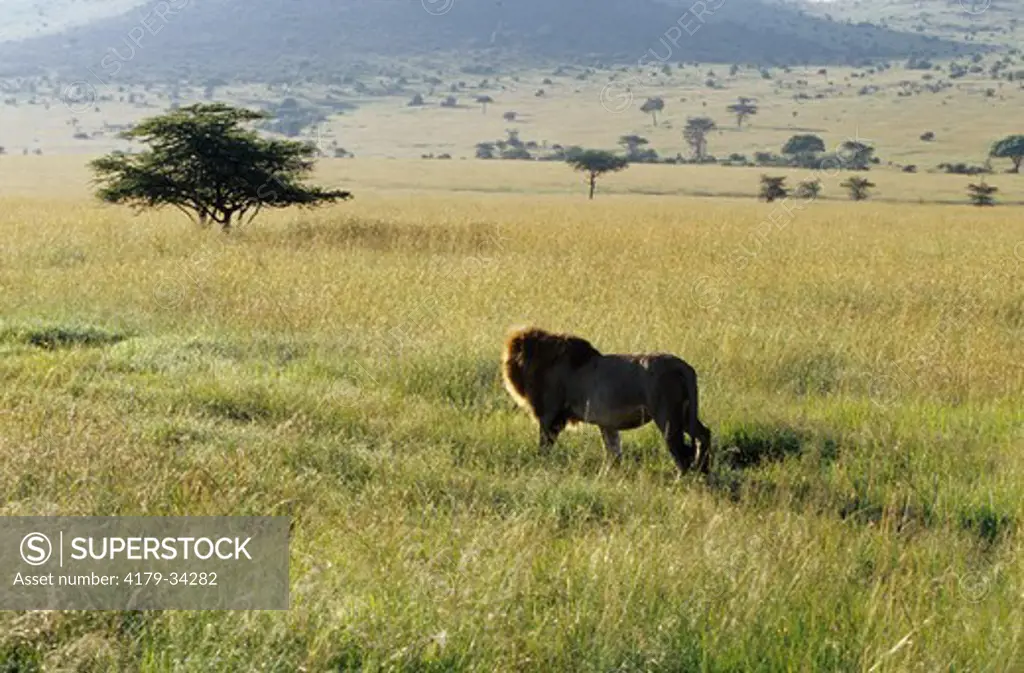 Male African Lion in tall Grass (Panthera leo) Masai Mara GR, Kenya