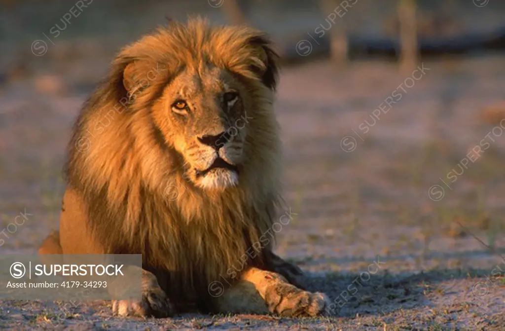 Male lion portrait Moremi National Park - MOREMI