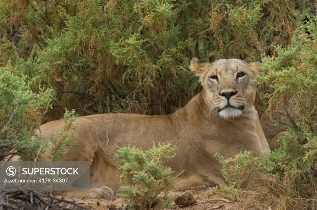 Lioness laying in bushes, Samburu National Reserve, Kenya