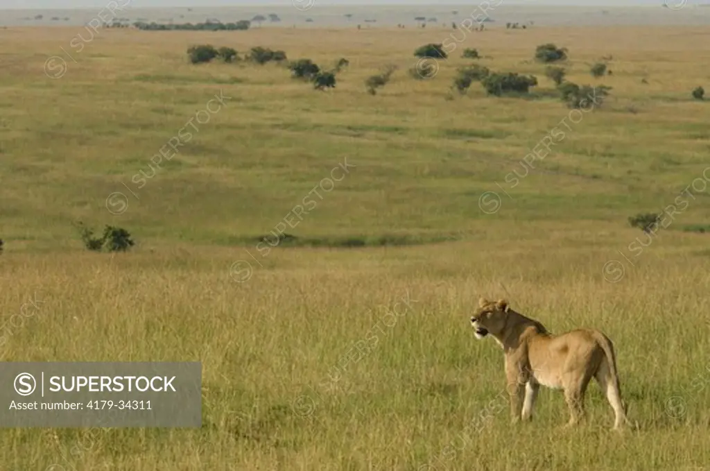 Lion standing on hillside and looking over plains, Masai Mara National Reserve, Kenya