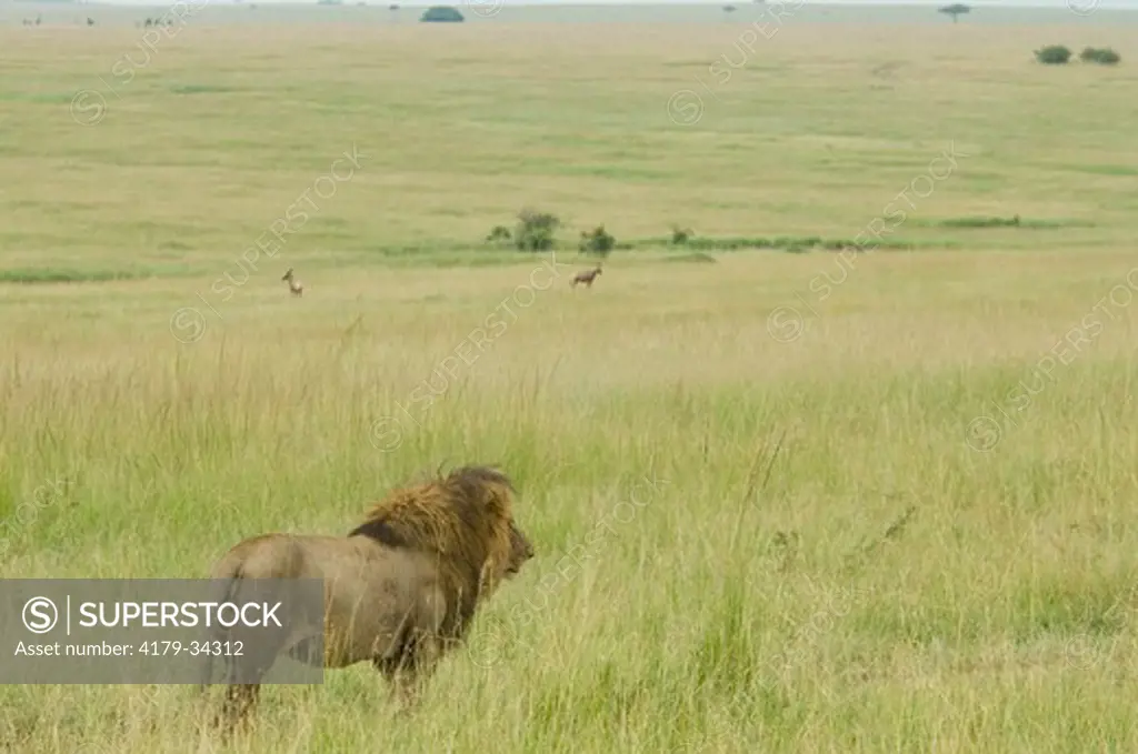 Scenic with Lion standing and looking over vast plains, Masai Mara National Reserve, Kenya