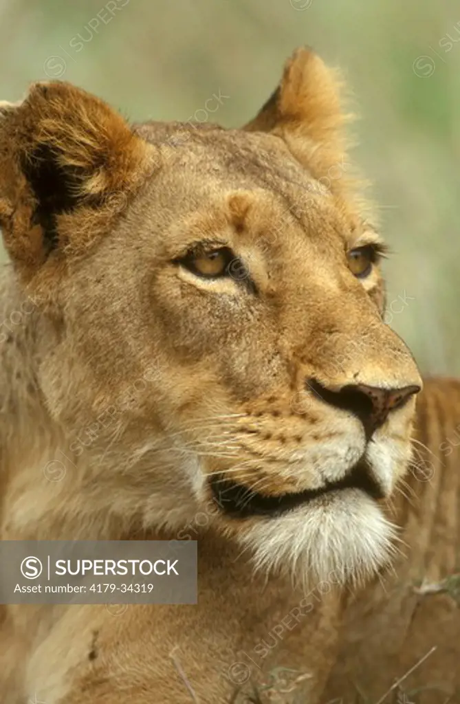 African Lioness (Panthera leo), Malamala Game Reserve, Mpumalanga, S. Africa