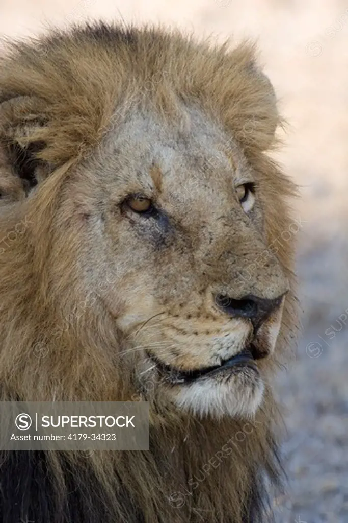 Lion (Panthera leo) male, Mala Mala Game Reserve,  South Africa