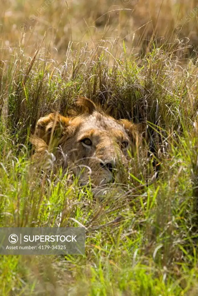 Lion (Panthera leo) male hidden, Maasai Mara National Reserve, Kenya
