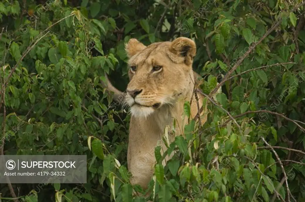 Lioness peering from bushes, Masai Mara Natl Reserve, Kenya