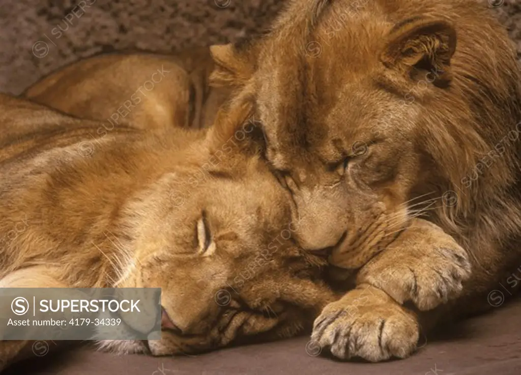 Transvaal Lions sleeping, IC,(Panthera leo krugeri) San Diego, California