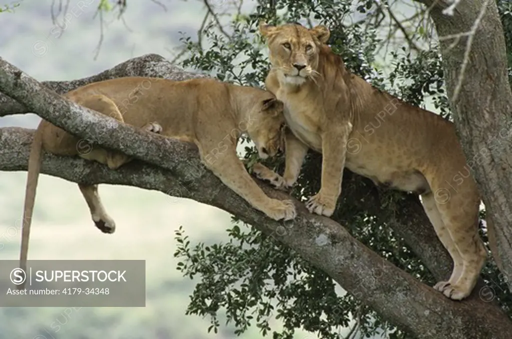 Lions resting in tree top (Panthera leo) female Nakuru Natl Park - Kenya