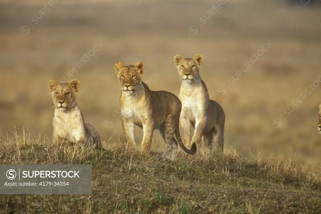 African Lionesses (Panthera leo), pre hunt, Masai Mara, Kenya