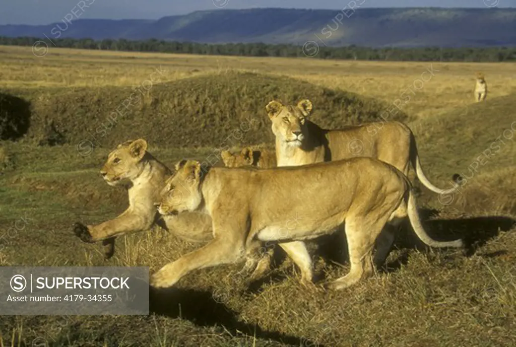 African Lioness (Panthera leo) pride, Masai Mara GR, Kenya