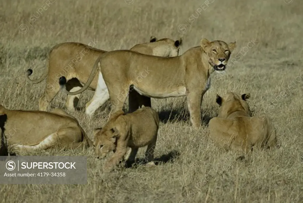 African Lion Pride (Panthera leo), Maasai Mara, Kenya
