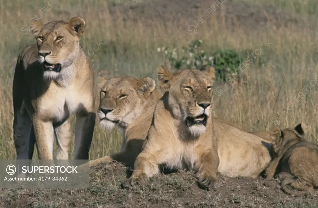 Three Lionesses, one Cub off to side (Panthera leo), Masai Mara NR, Kenya