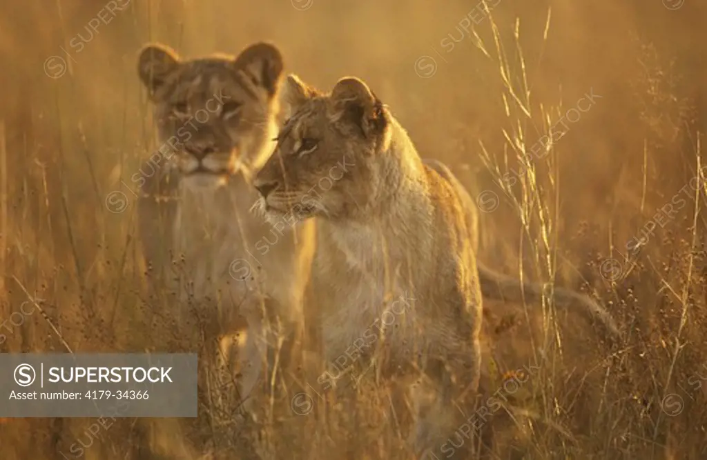 Lion Pair (Panthera leo) Hwange, Zimbabwe