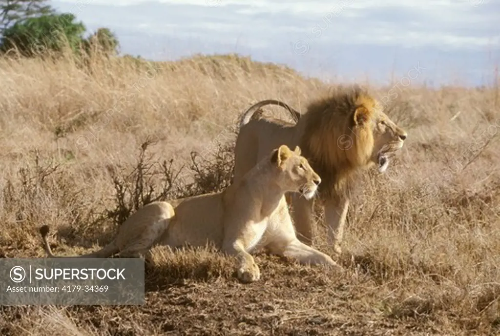 Lion courtship behavior (Panthera leo) Nairobi Natl Park - Kenya