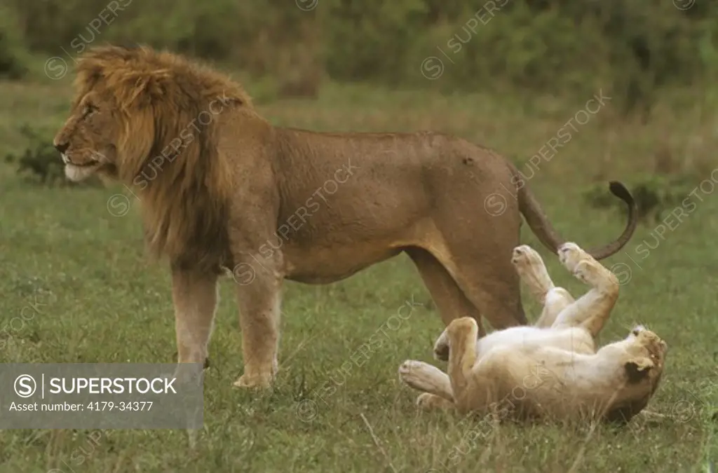 Lions Honeymooners (Panthera leo), Masai Mara GR, Kenya