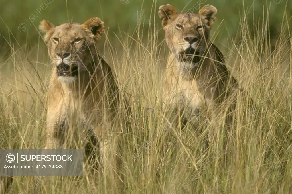 Lion (Panthera leo) Mara, Kenya