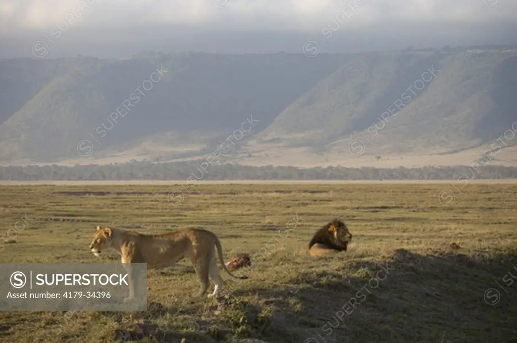 Lions in crater, Ngorongoro Crater, Tanzania