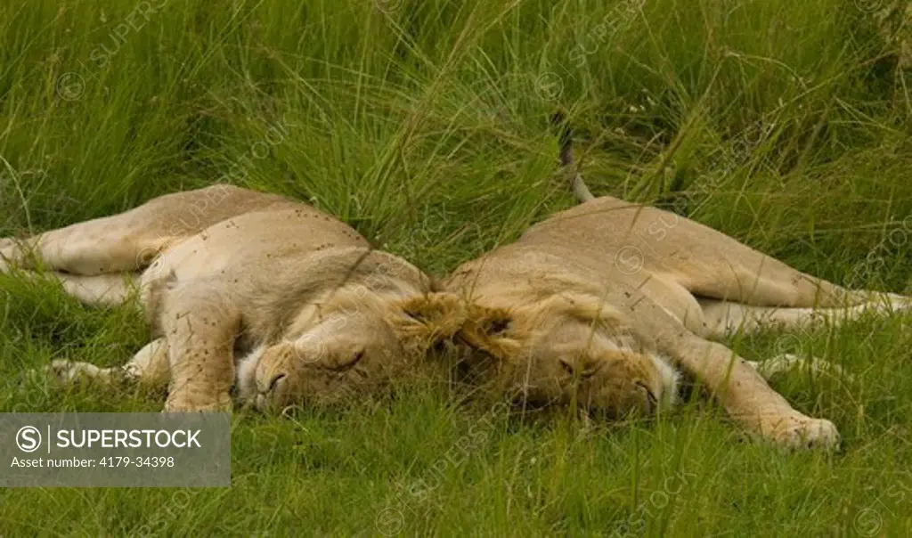 Two lions laying side by side, Masai Mara National Reserve, Kenya