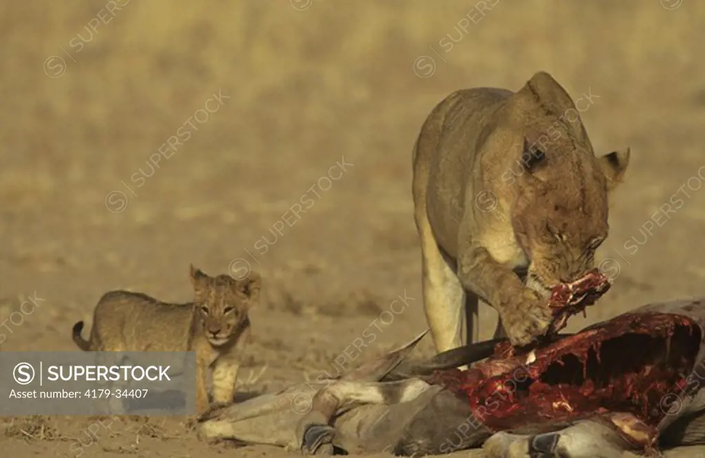African Lioness & Cub at kill (Panthera leo) Kalahari Gemsbok Park