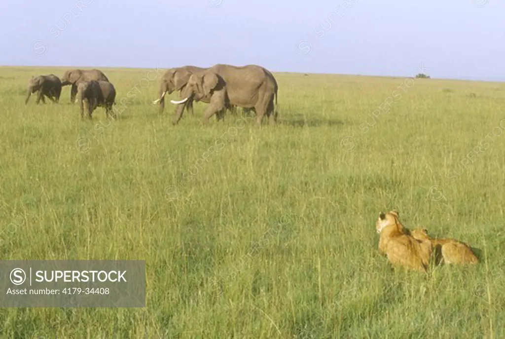 African Lions investigate Elephants (Panthera leo), Masai Mara GR, Kenya