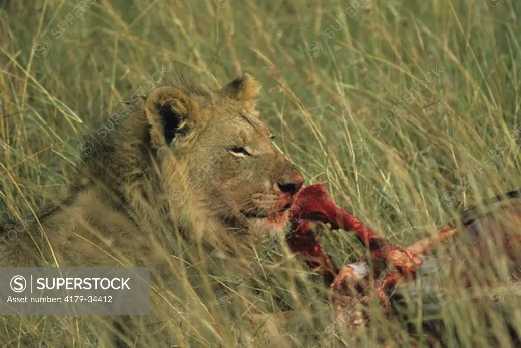 African Lion, male at Carcass with bloody Face (Panthera leo), Masai Mara GR, Kenya