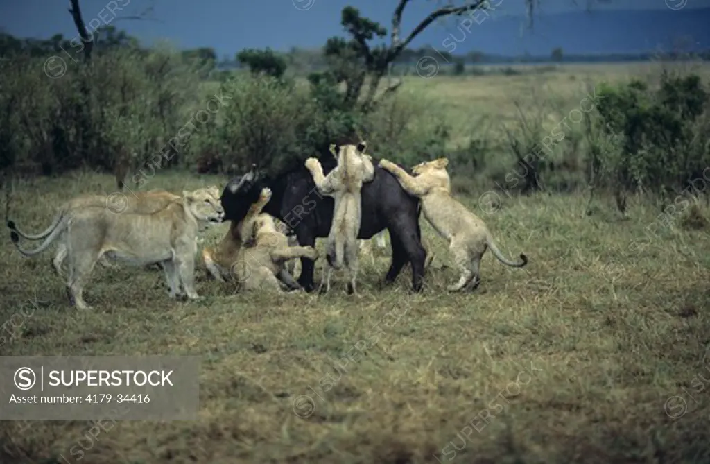 Lion w/Cape Buffalo (Panthera leo) Mara, Kenya