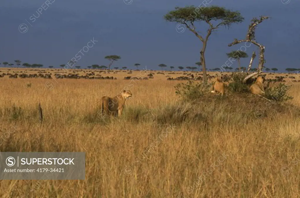 African Lions watch Wildebeest Herd, Maasai Mara, Kenya