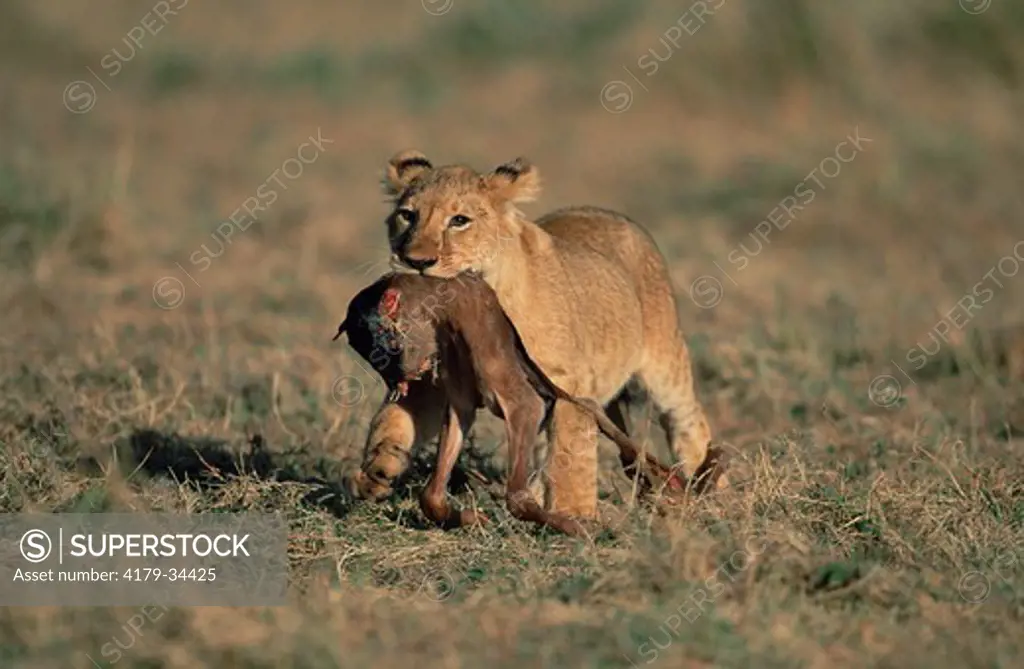Lion (Panthera Leo), lion cub with wildebeest fetus parading as a trophy, Maasai Mara National Reserve, Kenya, August 2000