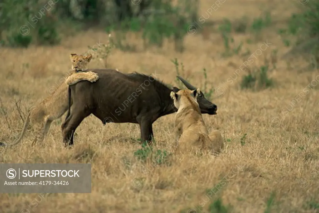 Two Lioness (Panthera leo) start to pull down African buffalo (Syncerus caffer) Maasai Mara National Reserve, Kenya
