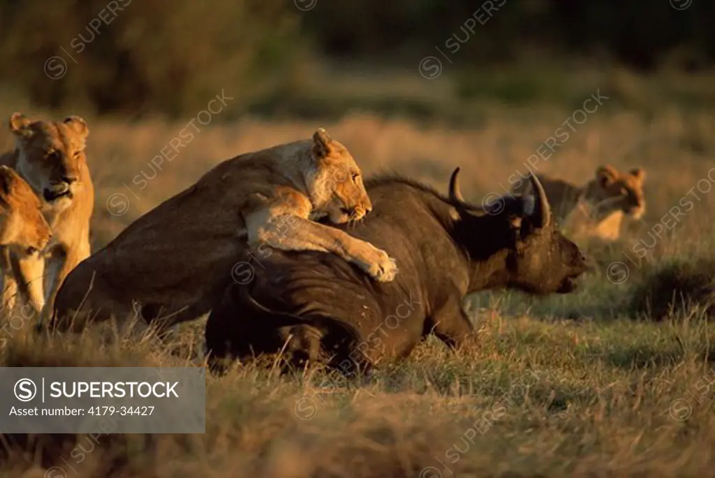 Lioness (Panthera leo) trying to bring down African Buffalo (Syncerus caffer) Maasai Mara National Reserve, Kenya
